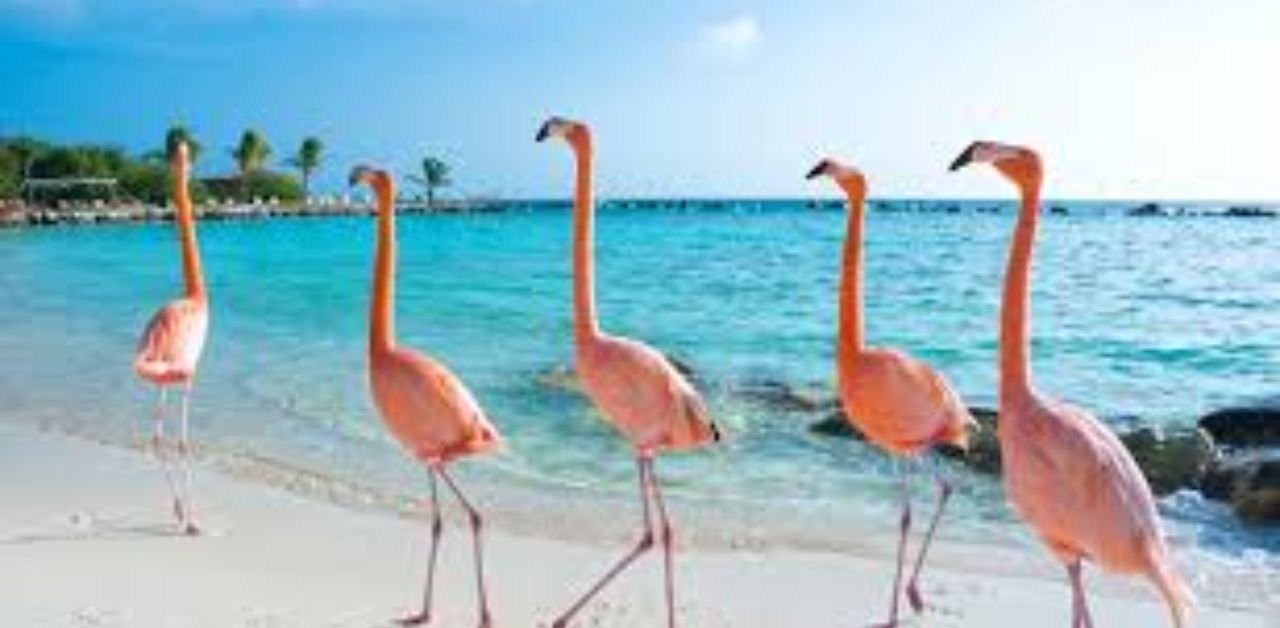 JetBlue Airlines Aruba Office